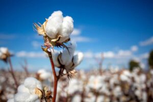 Cotton Slipping Back to Start Tuesday Trade