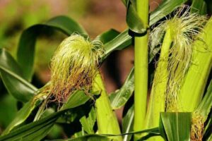 Corn Starting Tuesday with Weakness