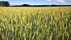 Wheat Trading Lower on Tuesday Morning