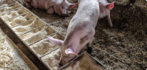 Hogs Start the Week with Losses